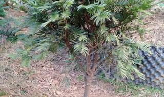 红豆杉盆栽怎么养 红豆杉盆景造型